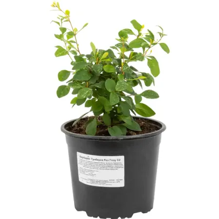 Барбарис Тунберга «Роз Глоу» 2 л h20 см