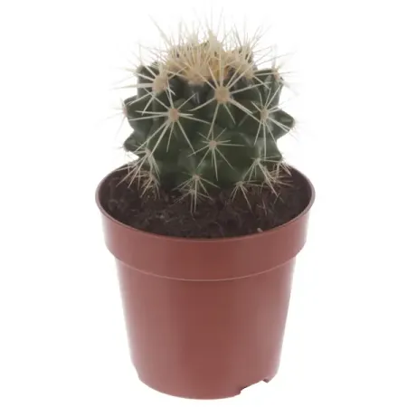 Эхинокактус Грузони ø8.5 h10 см