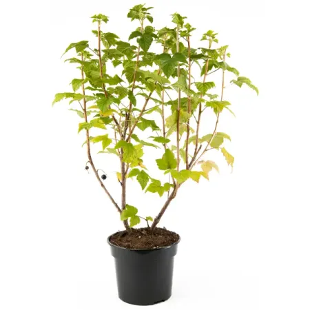 Смородина Геркулес черная ø19 h55 см