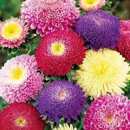 Астра Принцесс смесь окрасок 0.1 г