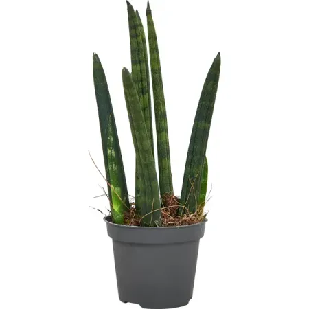 Сансевьера Цилиндрика Ракета ø6 h18 см