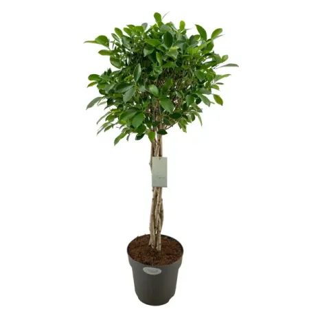 Фикус Нитида ø24 h100 см