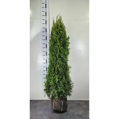 Туя западная Смарагд экстра ø30 h160 - 180 см любовь борисовна клепацкая понимание и формирование речи грубая форма афазии