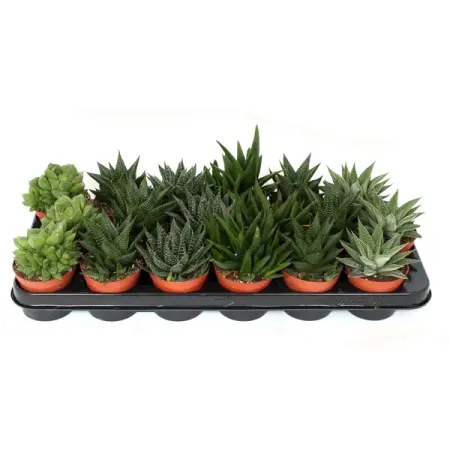 Хавортия ø8.5 h10 см