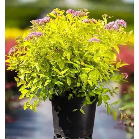 Спирея японская микс ø17 h20 - 30 см