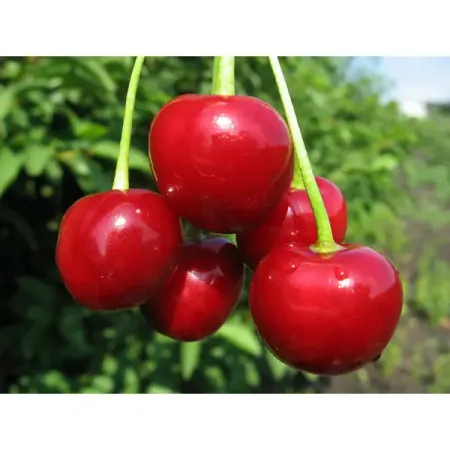 Вишня сортовая Любская ø22 h90 см батончик pomatti марципановый вишня в темном шоколаде 50 г