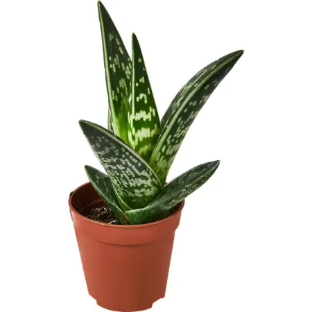 Алоэ Варьегата ø5.5 h8 см традиционное декоративно прикладное искусство стран западной европы