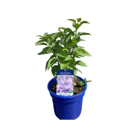 Сирень обыкновенная Серебряные звезды ø14 h20 - 40 см