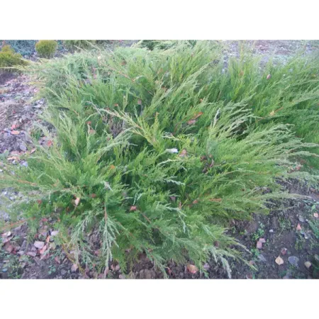 Можжевельник средний «Минт Джулеп» 14x15-20 см резиновая статуэтка средний палец