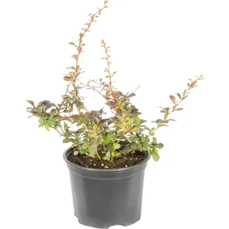 Барбарис Тунберга «Дартс Ред Леди» 2 л h20 см