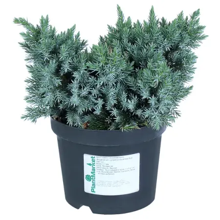 Можжевельник чешуйчатый «Блю Стар» С2, 20-30 см феликс соломонович кандель судьи цари и первые пророки израиля по путям земли этой