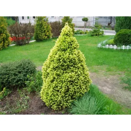Ель канадская Коника h20 - 40 см