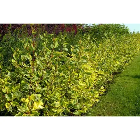 Дерен белый Гоучалти ø15 h35 см