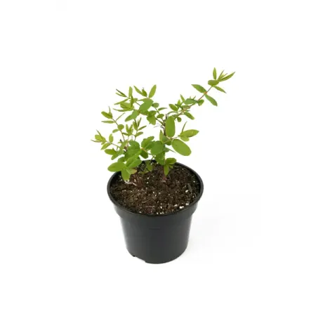 Жимолость Голубое веретено h30 - 50 см patuopro 21в бесщёточный триммер для живой изгороди