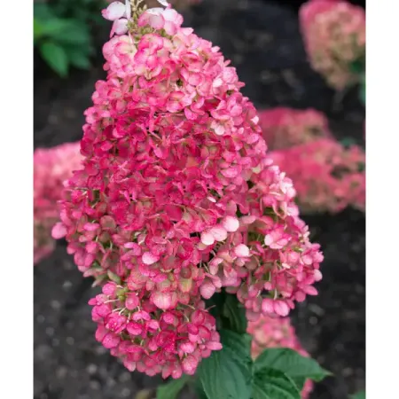 Гортензия метельчатая Строуберри Блоссом ø19 h40 см макс гесдерфер красивые декоративно ущие кустарники гесдерфер