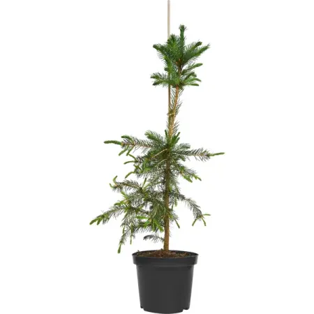 Ель сербская h30 - 50 см