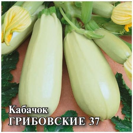 Семена Гавриш Кабачок Грибовские 37  25,0 г