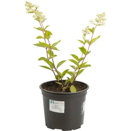 Гортензия метельчатая «Грандифлора» 17x30 см