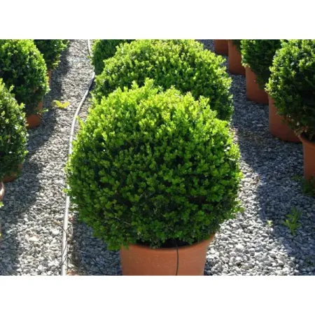 Буксус Семпервиренс h18 см patuopro 21в бесщёточный триммер для живой изгороди