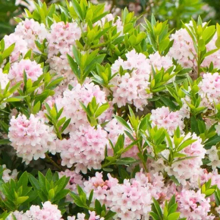 Рододендрон Блюмбукс h30 фредерик брукс мифический человеко месяц или как создаются программные системы