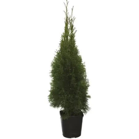 Туя западная Смарагд ø23 h80 - 100 см