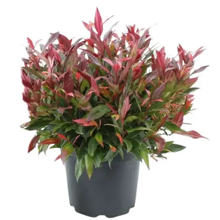 Леукотоэ пазушная Ред Липс C h20 - 25 см макс гесдерфер красивые декоративно ущие кустарники гесдерфер