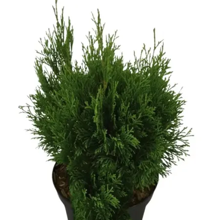 Туя западная Мику ø17 h15 - 20 см