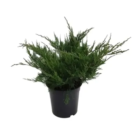 Можжевельник китайский Минт Джулеп ø13 h15 см можжевельник чешуйчатый блю стар с2 20 30 см