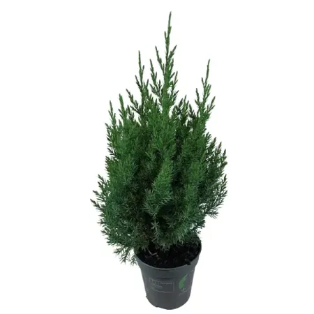 Можжевельник китайский Стрикта ø23 h30 см можжевельник чешуйчатый блю стар с2 20 30 см