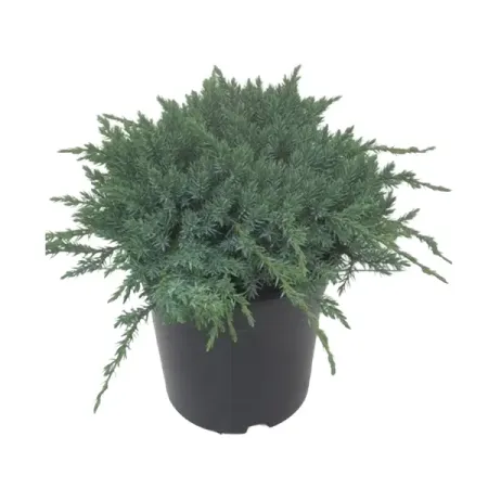 Можжевельник чешуйчатый Блю Карпет ø13 h15 см можжевельник чешуйчатый блю карпет ø9 h15 см