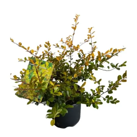 Падуб Крената Голден Гем h20 - 25 см