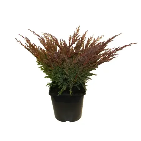 Можжевельник горизонт Андорра Компакт ø17 h10 см можжевельник чешуйчатый блю стар с2 20 30 см