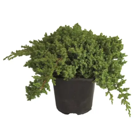 Можжевельник лежачий Нана ø17 h20 - 25 см можжевельник чешуйчатый блю стар с2 20 30 см