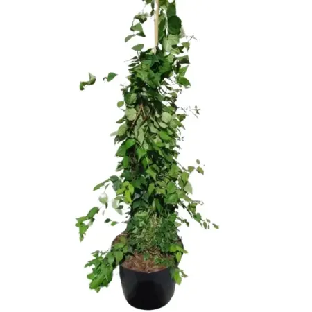 Кольквиция амабилис Пинк Клауд h50 см василий бородин клауд найн