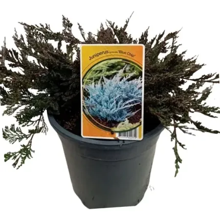 Можжевельник горизонтальный Блю Чип ø17 h20 см можжевельник чешуйчатый блю стар с2 20 30 см