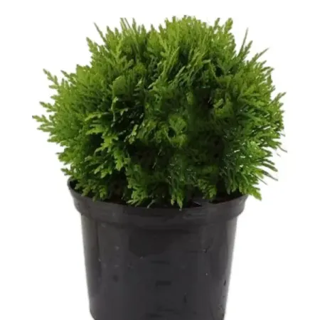 Туя западная Даника ø17 h20 - 25 см