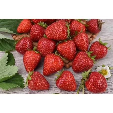 Земляника эконом h10 см