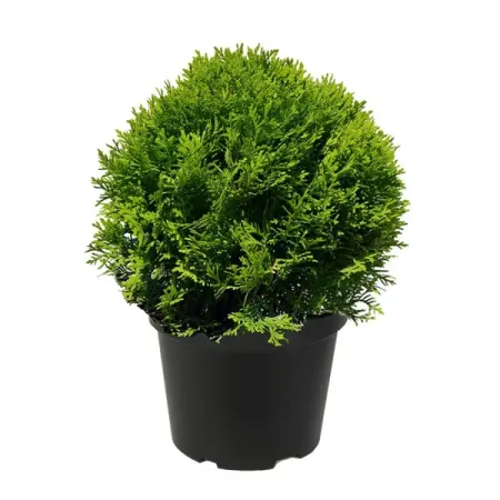 Туя западная Литтл Чемпион ø17 h20 - 25 см