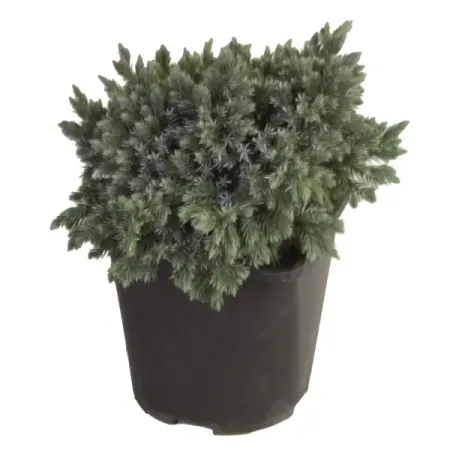 Можжевельник чешуйчатый Блю Стар ø17 h15 см можжевельник чешуйчатый блю карпет ø9 h15 см