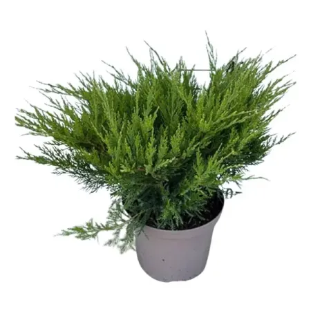 Можжевельник китайский Минт Джулеп ø23 h30 см можжевельник чешуйчатый блю стар с2 20 30 см