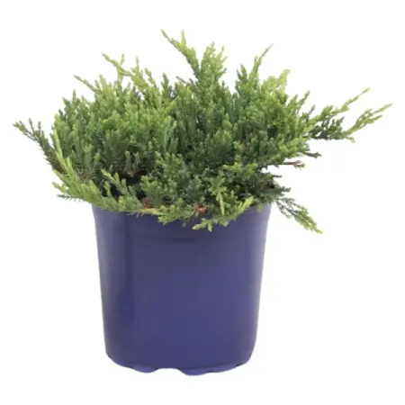 Можжевельник горизонтальный Принц Уэльский ø13 h15 см можжевельник чешуйчатый блю стар с2 20 30 см