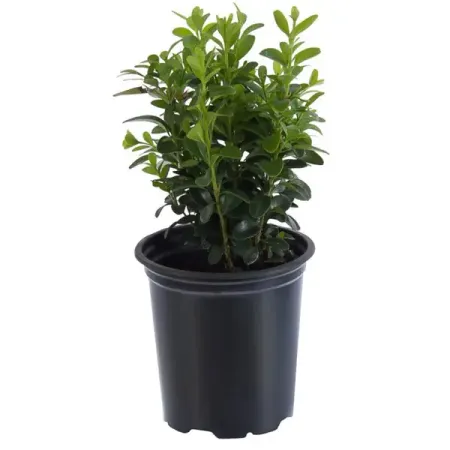 Буксус Семпервиренс Арборесценс h25 см