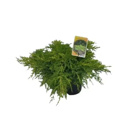 Можжевельник китайский Голд Стар ø17 h20 см