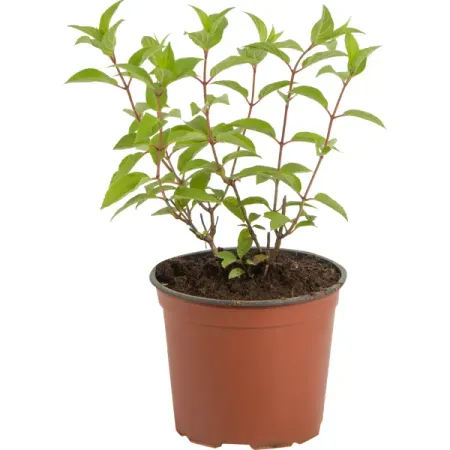 Гортензия метельчатая «Полар Бир» 17.5x30 см андрей станиславович нуждин зона питер сбой системы