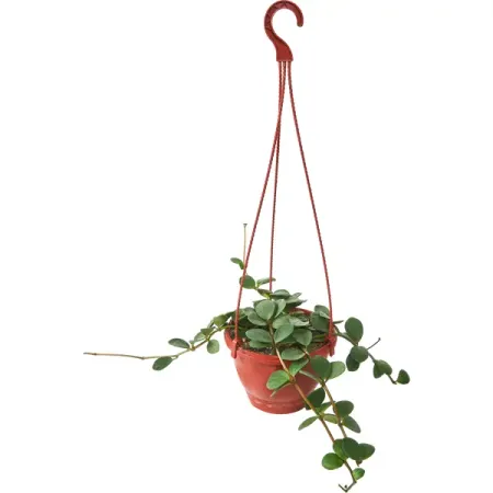 Пеперомия Хоуп ø15 h25 см искусственные желтые ягоды стебли рождество