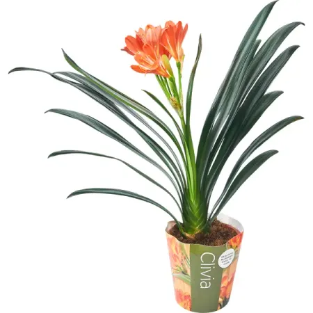 Кливия Миниата ø13 h40-50 см оранжевый красный диодный лазерный модуль 638 нм 1 2 вт 1 вт с шим ttl для сценического освещения диджеев ktv шоу