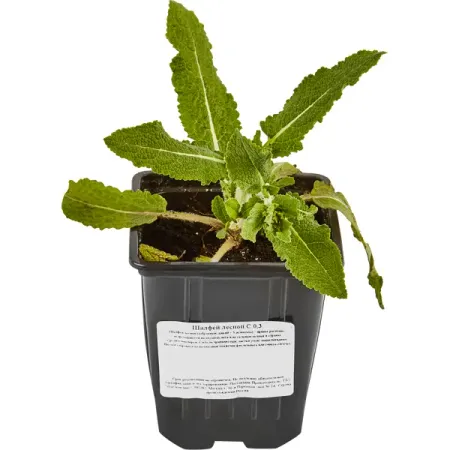 Шалфей лесной 15 см виталор шалфей с медом леденцы с вит с 60 гр