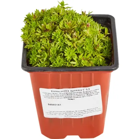 Камнеломка Арендса h15 см искусственные сосновые ветки для венка светлого зеленого а