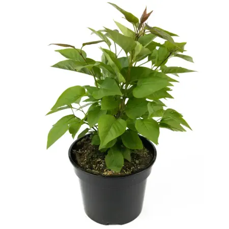 Сирень Олимпиада Колесникова 33-55 см