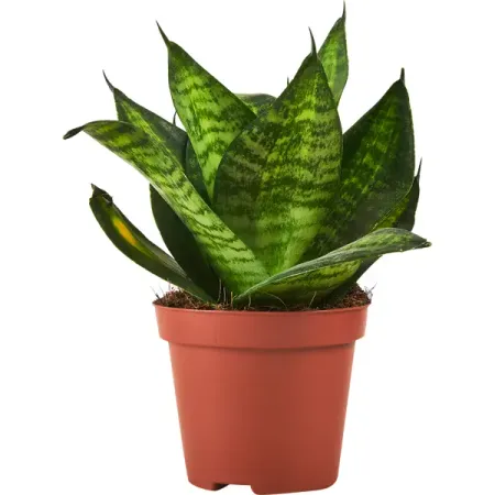 Сансевьера Хахна Грин ø9 h18 см сансеверия лауренти 17x65 см